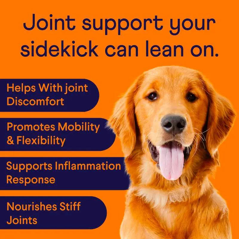 Hip & Joint - with Glucosamine, Chondroitin, MSM, Turmeric & Green-Lipped Mussel to Support Healthy Hips, Joints & Mobility
