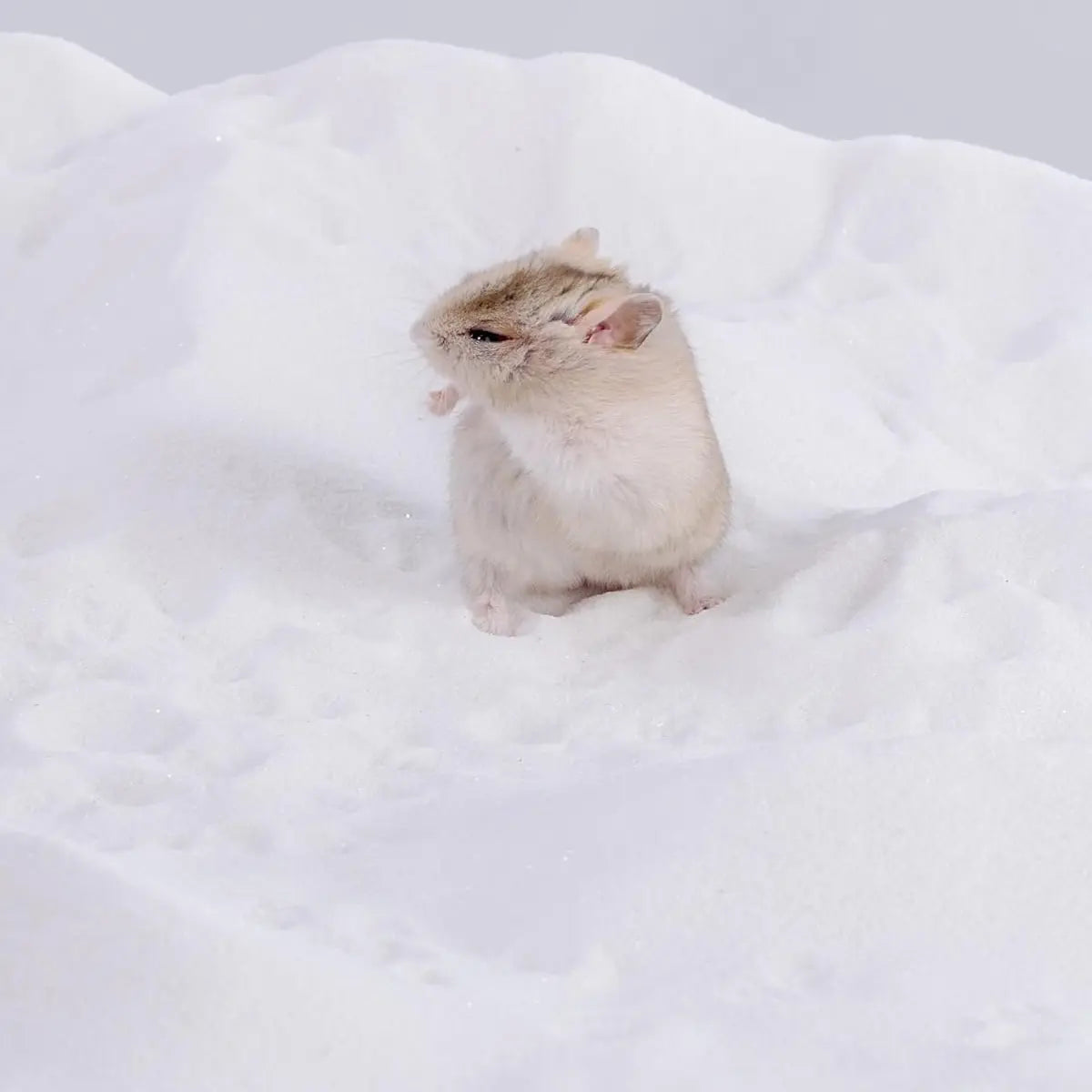 High-Quality Dust-Free Bath Sand, Small Pet Sand for Hamsters, Hedgehogs, Guinea Pigs, Super Fine Quartz Sand, Toy Enrichment & Gentle Cleaning
