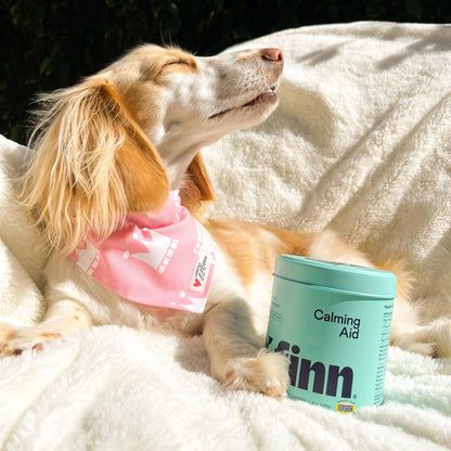 Finn Calming Aid 2-Pack – All-Natural Soft Chew Supplements for Dogs to Promote Relaxation and Calmness